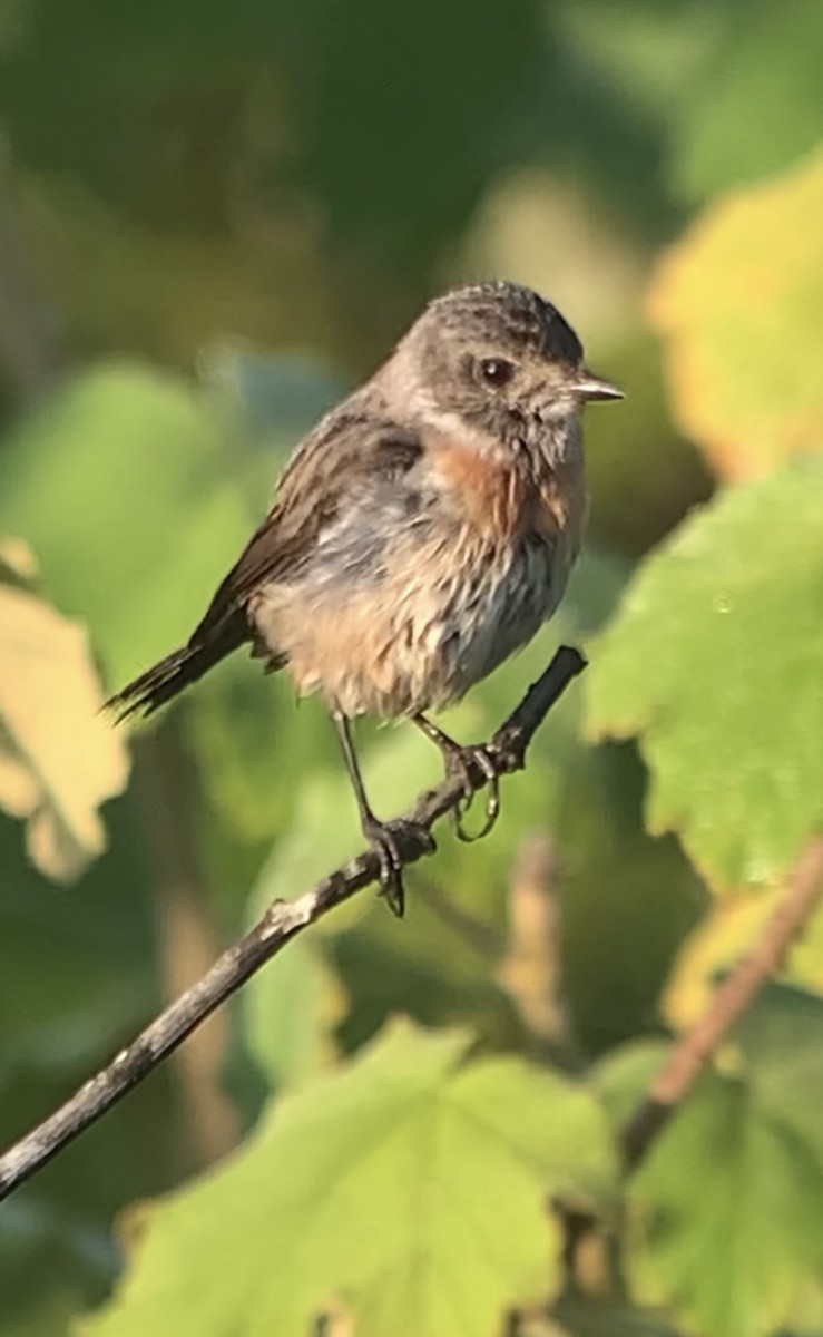 African Stonechat - ML610914994
