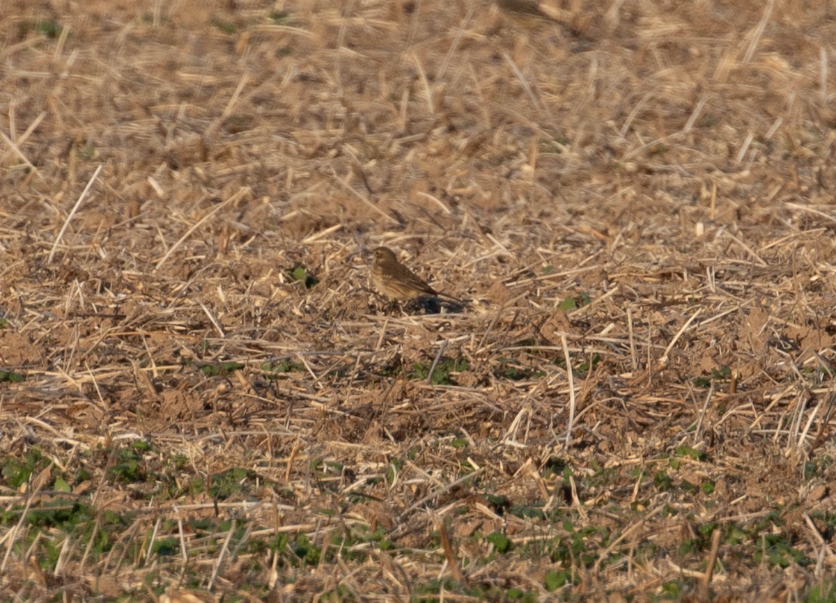 American Pipit - ML610915003