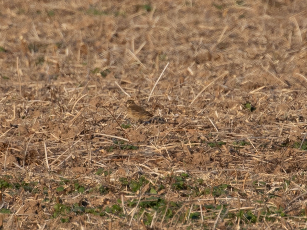 American Pipit - ML610915004