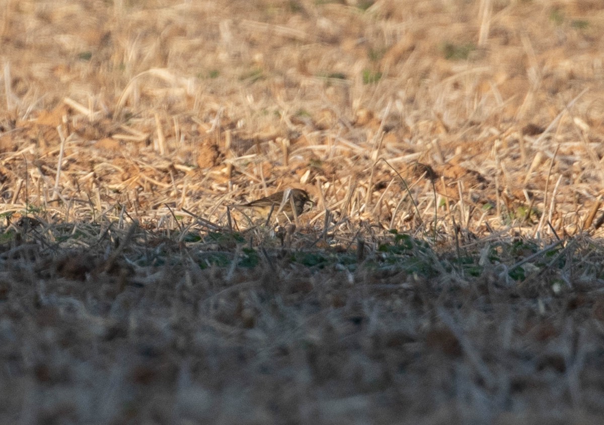 American Pipit - ML610915005