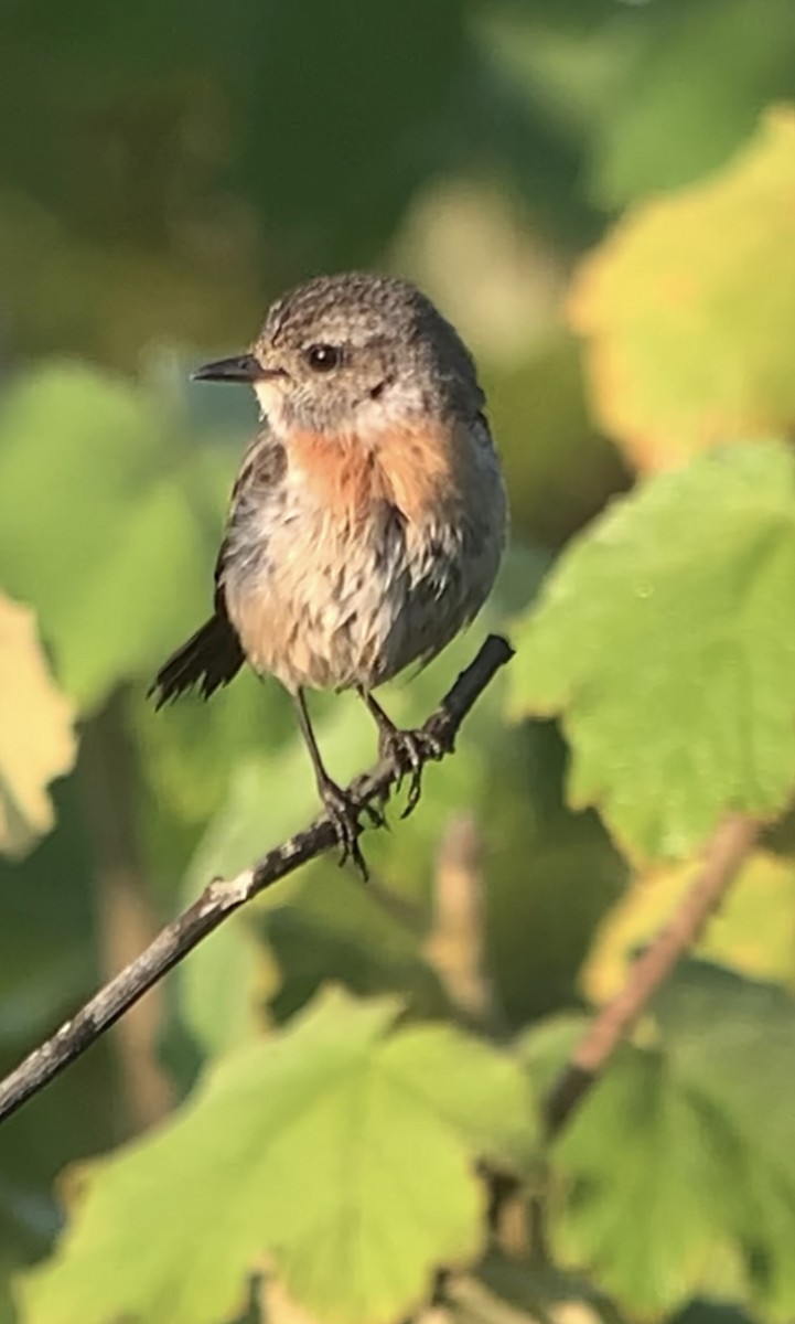 African Stonechat - ML610915006