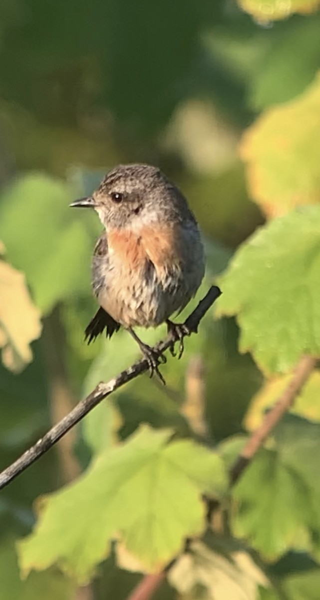 African Stonechat - ML610915013