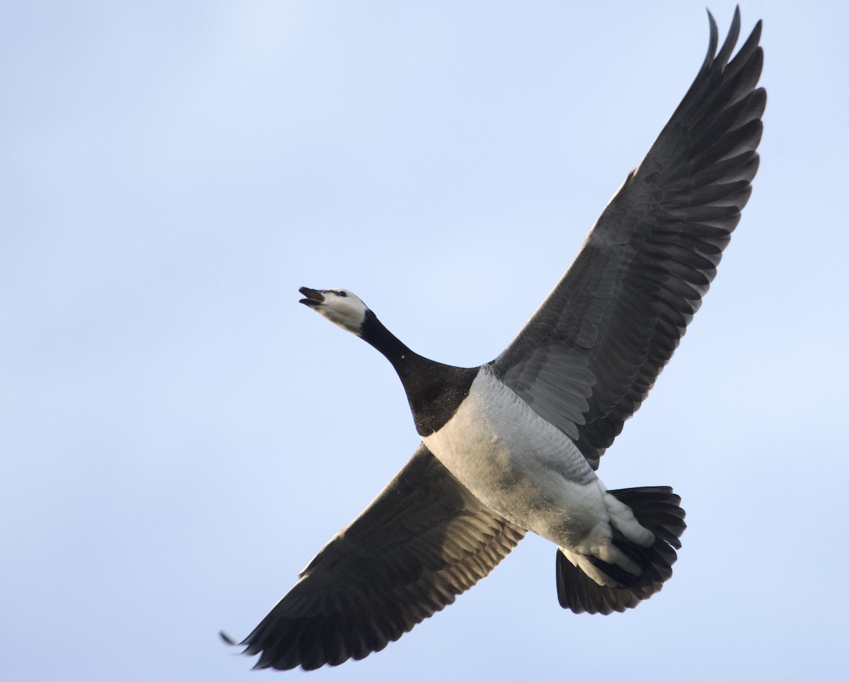 Barnacle Goose - ML610915034