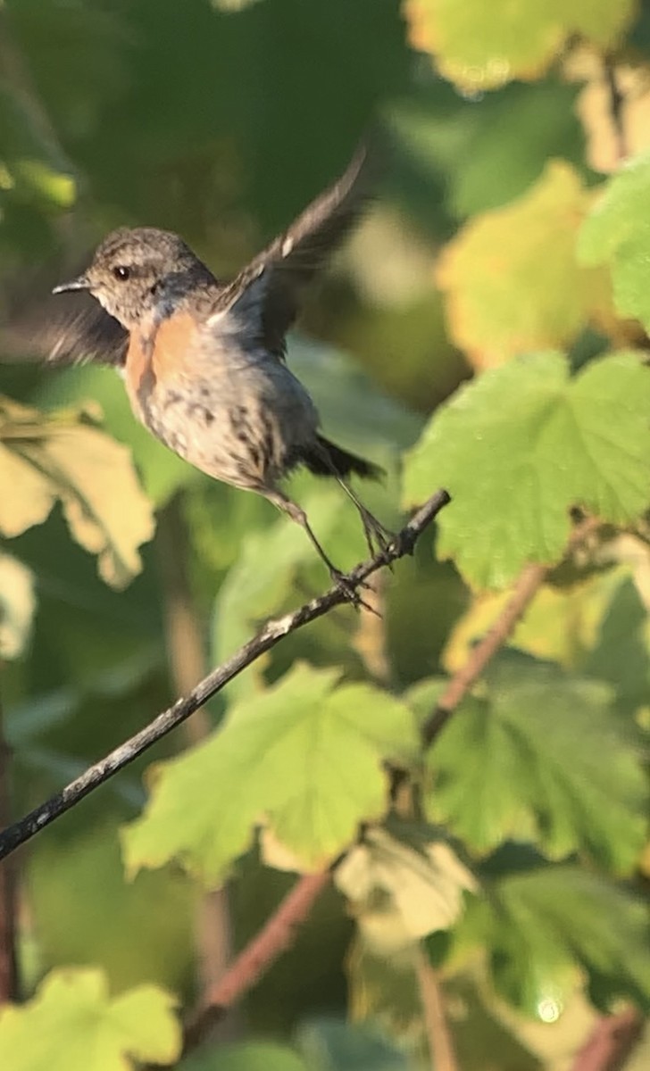 African Stonechat - Michele Burnat