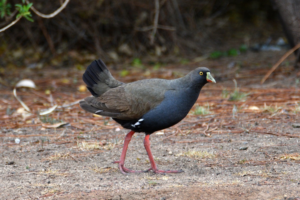 Black-tailed Nativehen - ML610915234