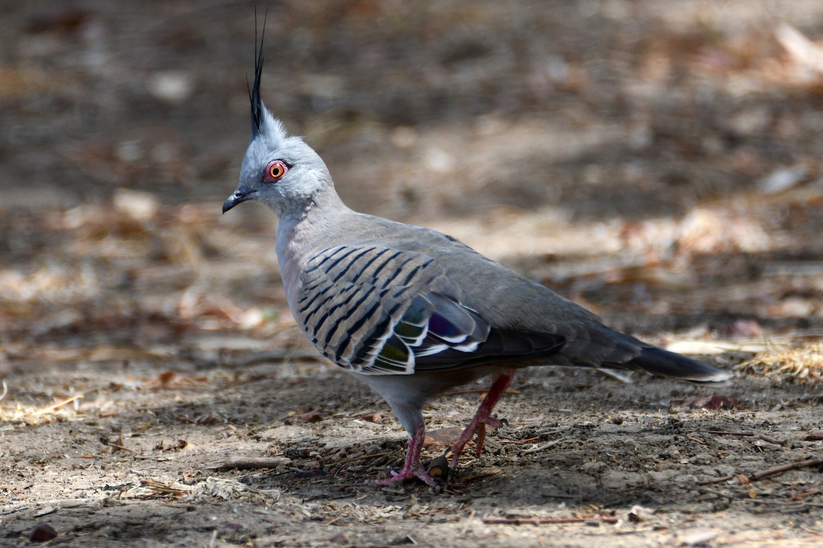 Crested Pigeon - ML610915290