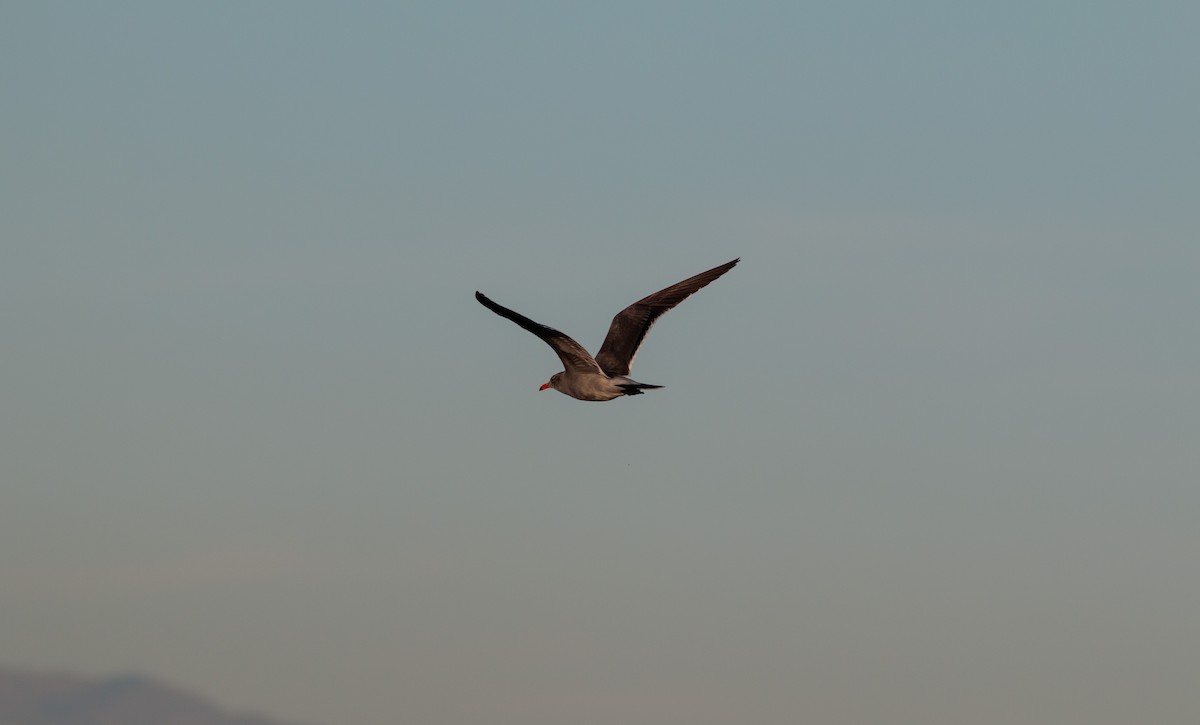 Heermann's Gull - ML610915463