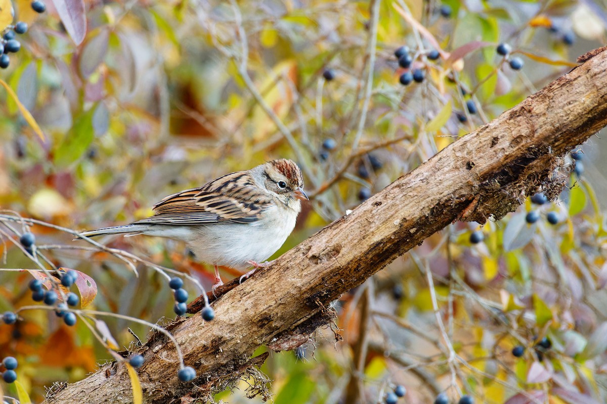Chipping Sparrow - ML610915472