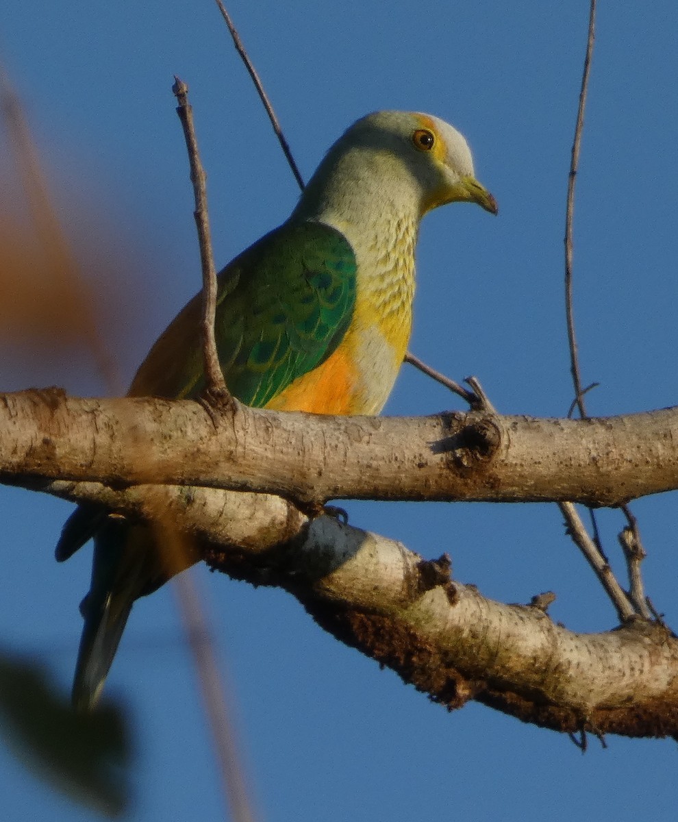 Rose-crowned Fruit-Dove - ML610915505