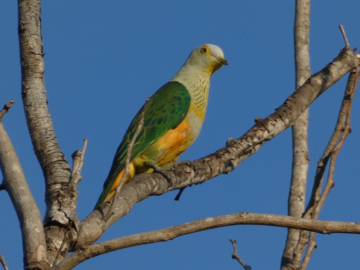 Rose-crowned Fruit-Dove - ML610915506