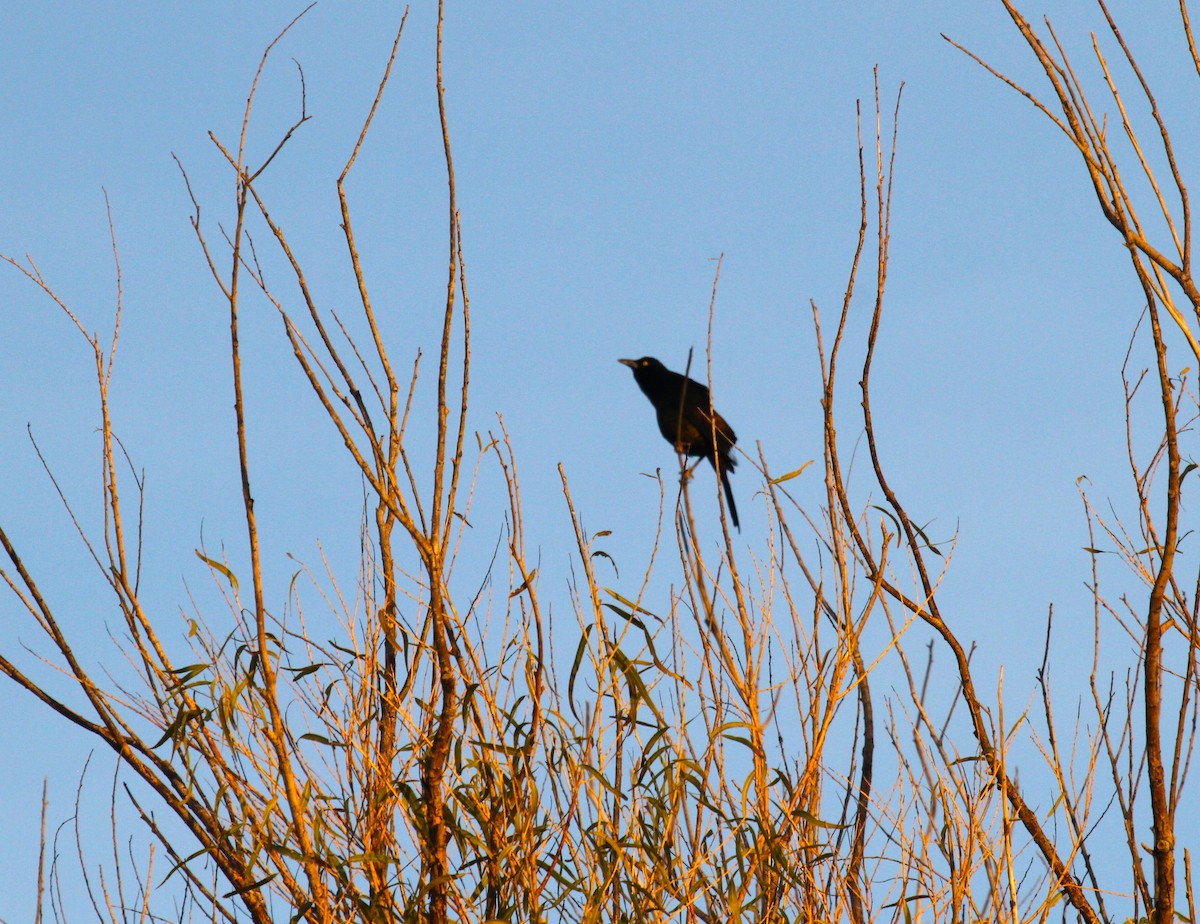 Common Grackle - ML610915537
