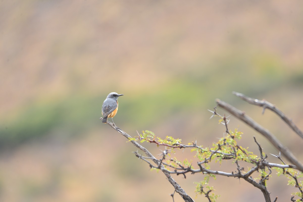 Short-toed Rock-Thrush - ML610915765