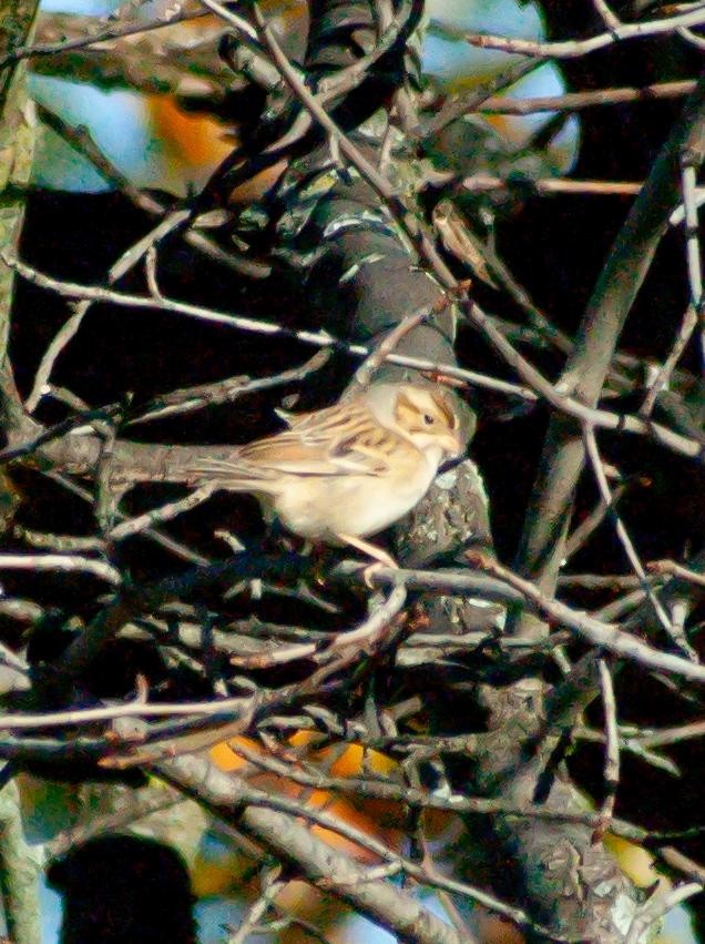 Clay-colored Sparrow - ML610915844