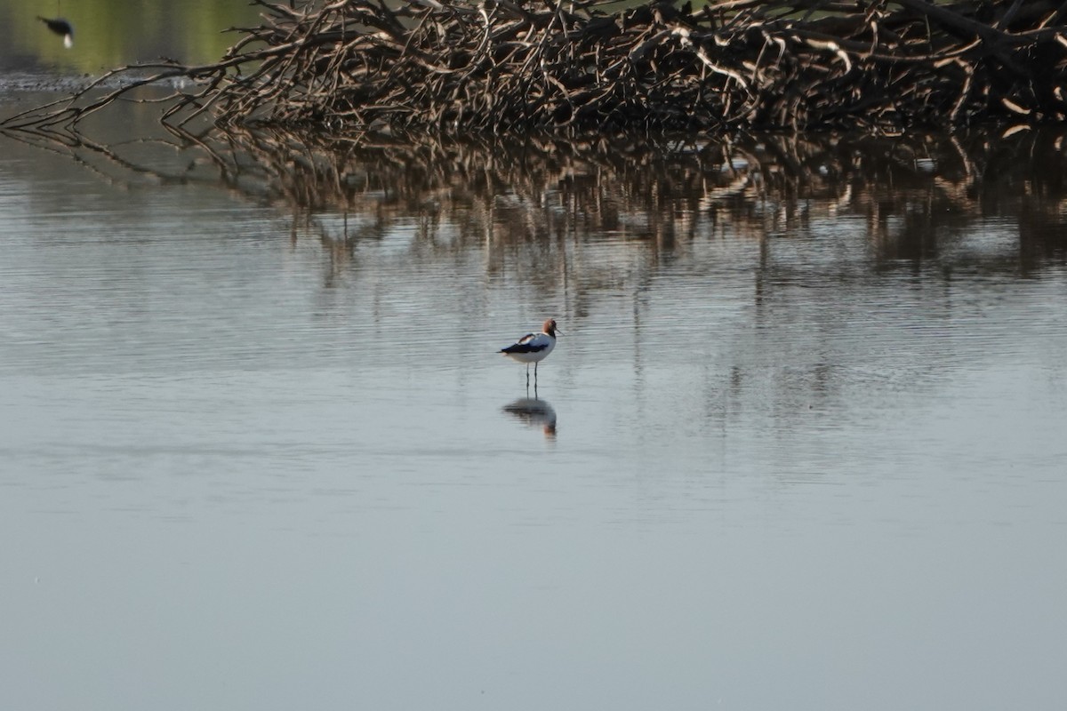 Red-necked Avocet - ML610915863