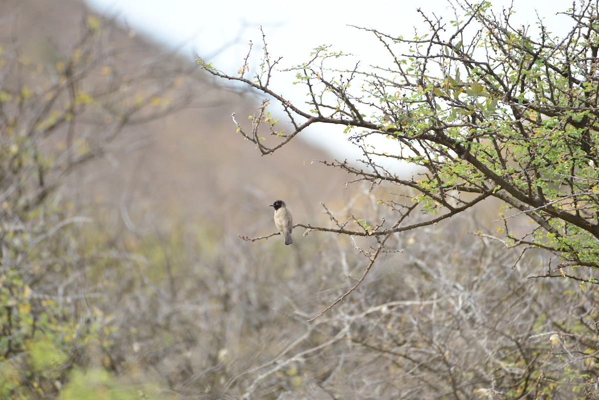 Black-fronted Bulbul - ML610915878