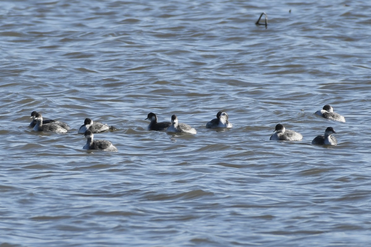 Eared Grebe - ML610915887