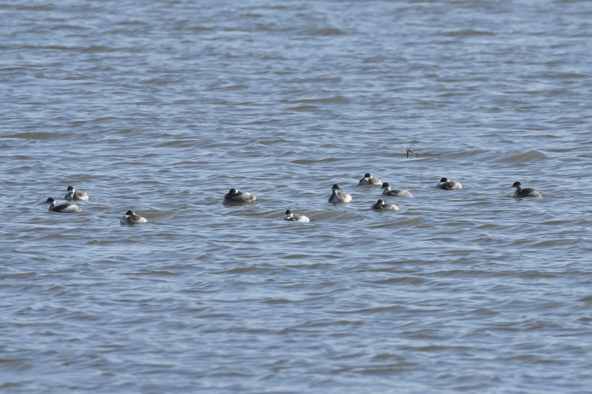 Eared Grebe - ML610915888