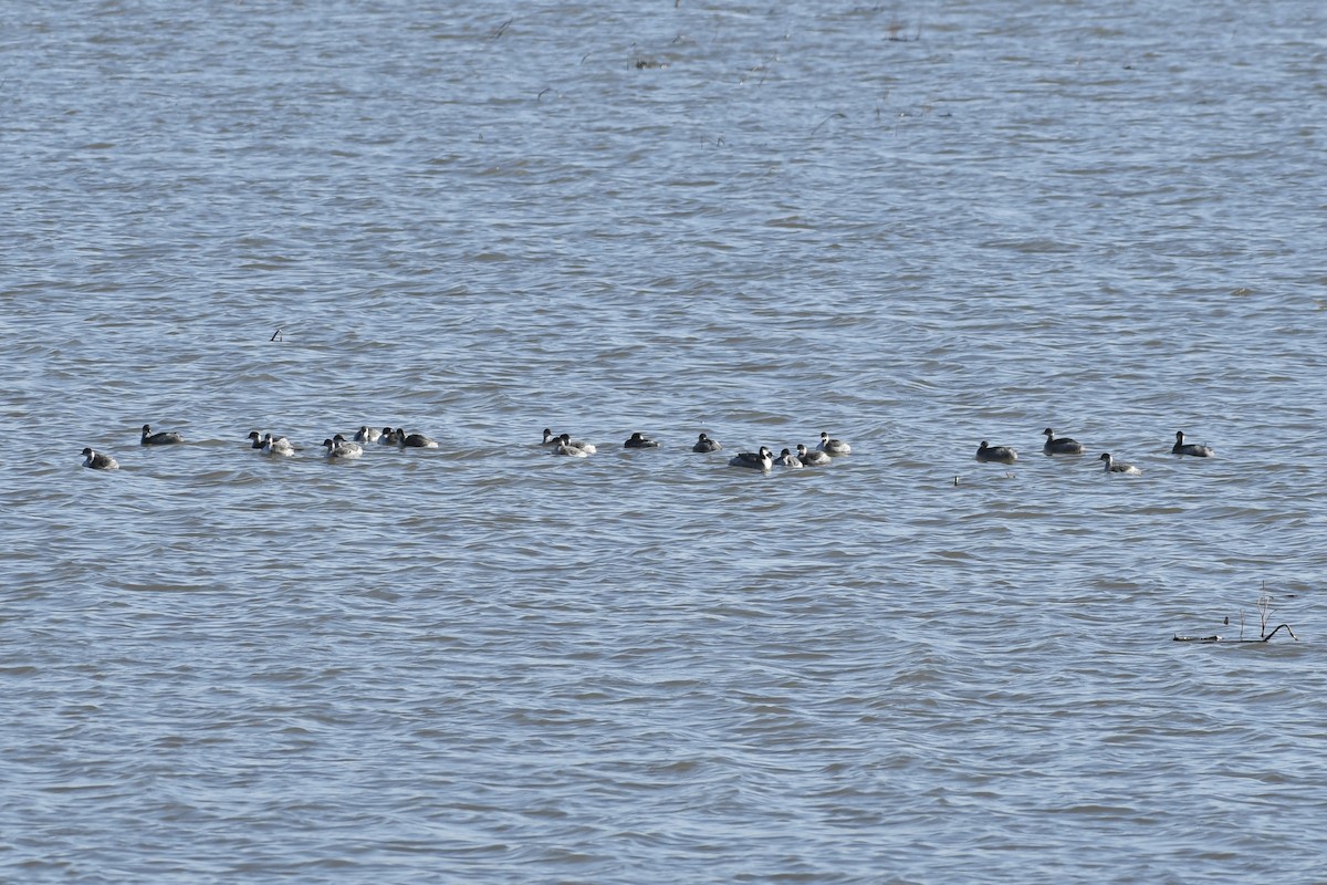 Eared Grebe - ML610915889