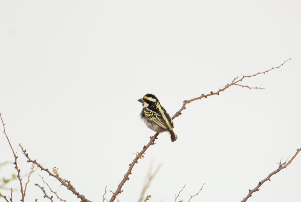 Pied Barbet - ML610915941