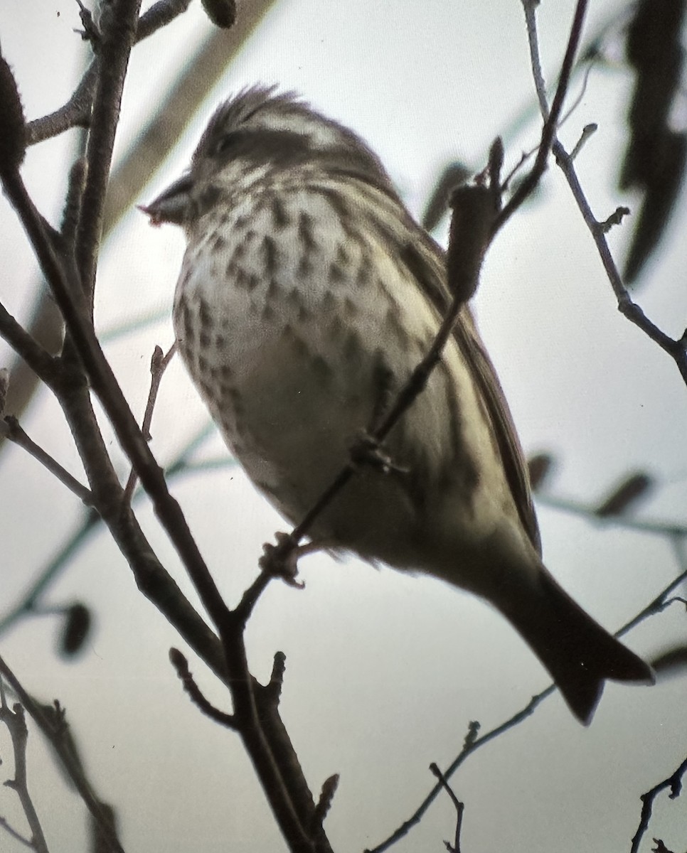 Purple Finch - ML610915990