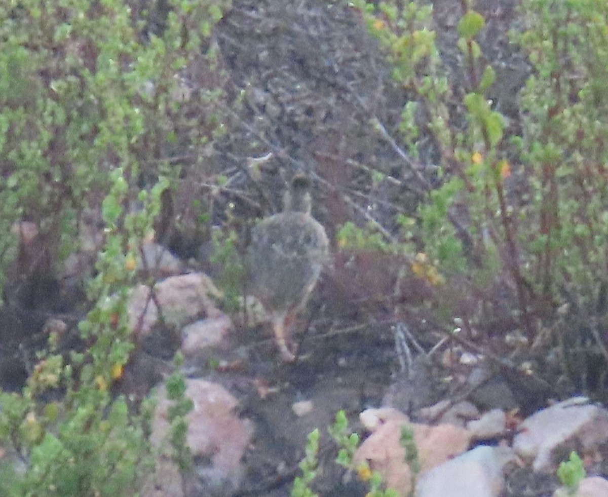 Andean Tinamou - ML610916082