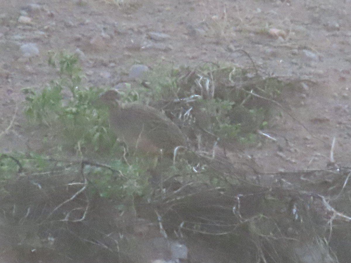 Andean Tinamou - ML610916084