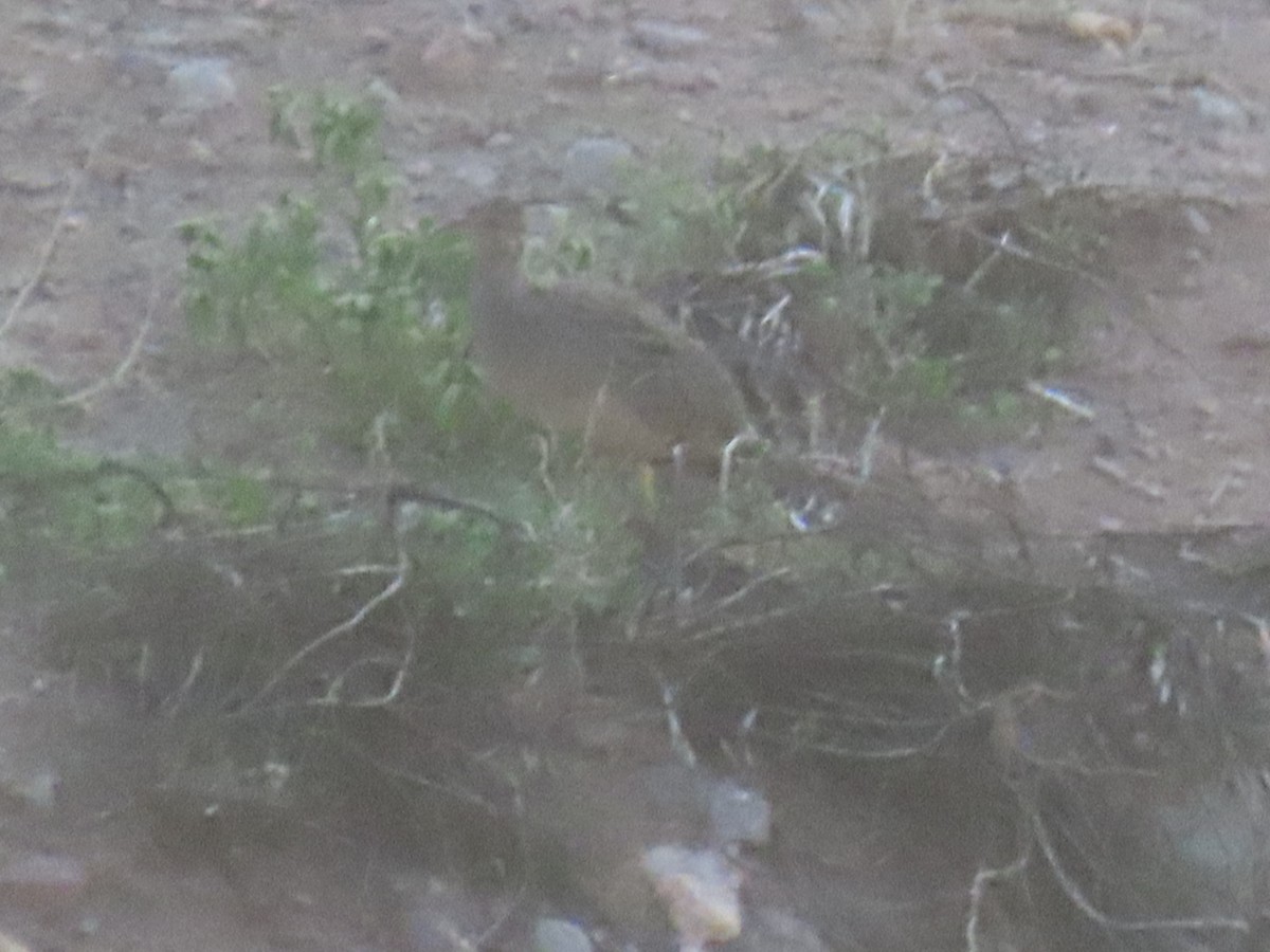 Andean Tinamou - ML610916087