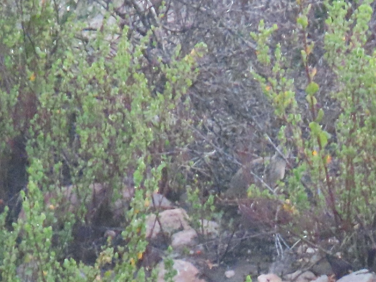 Tinamou des Andes - ML610916088