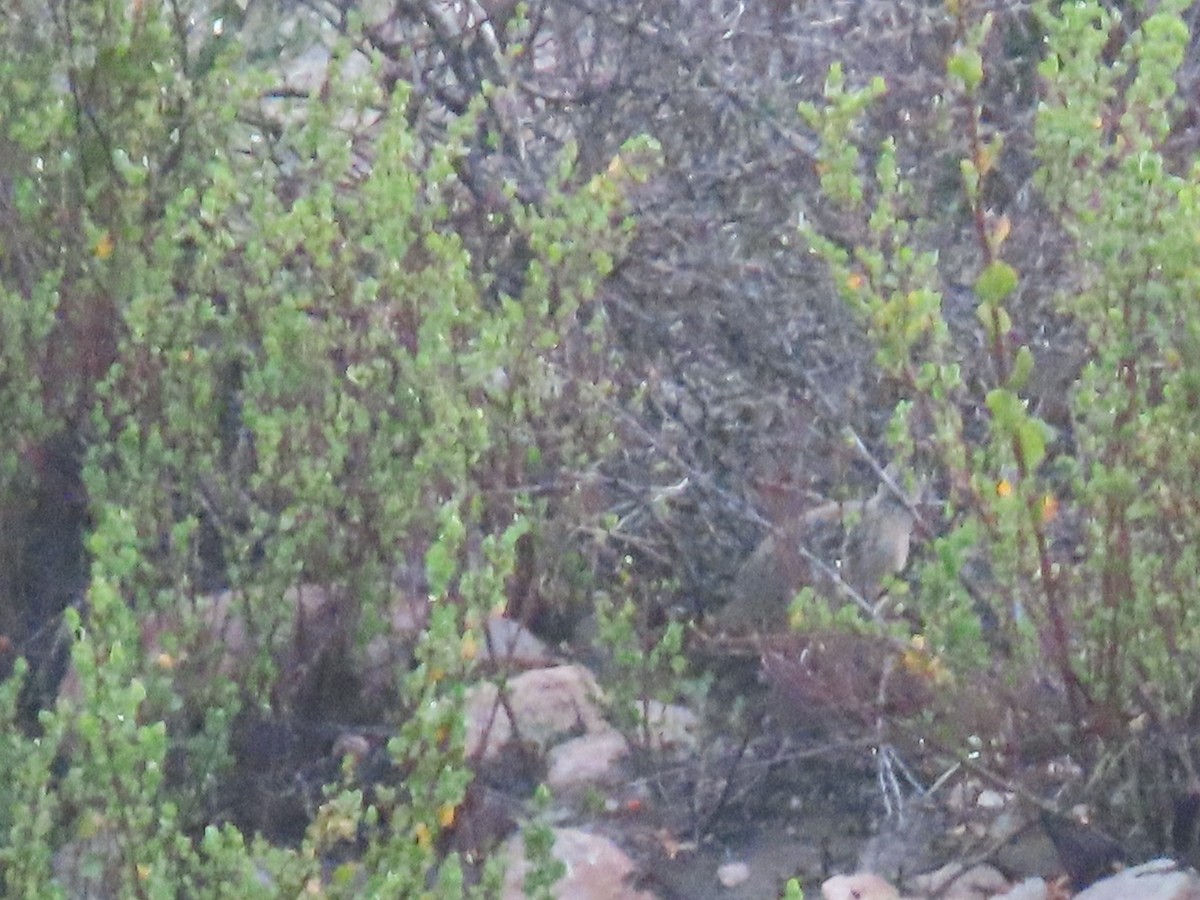 Andean Tinamou - ML610916088