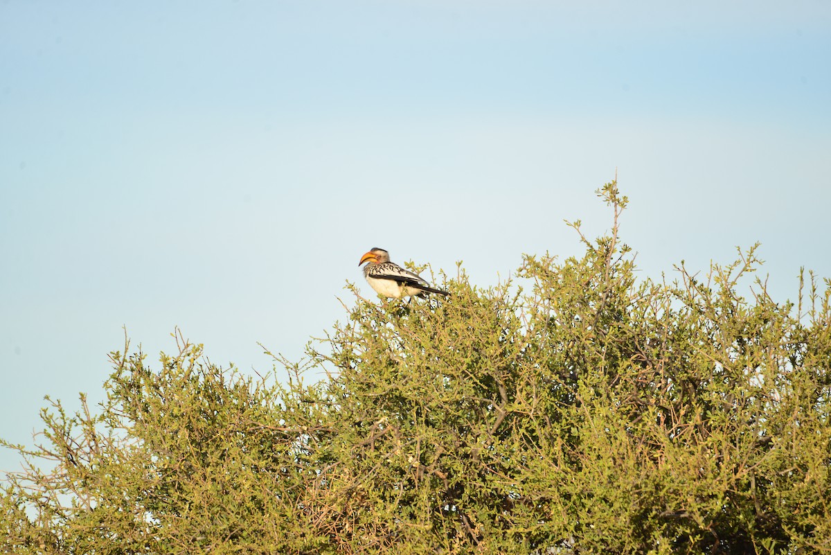 Southern Yellow-billed Hornbill - ML610916103