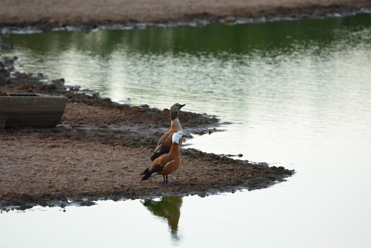 South African Shelduck - ML610916171