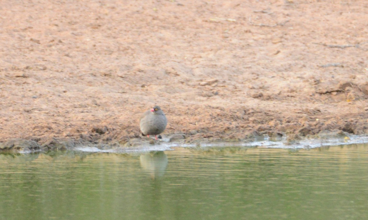 Red-billed Spurfowl - ML610916206