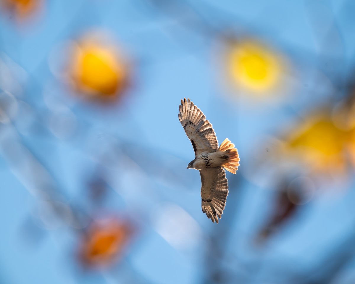 Red-tailed Hawk - Peter Rosario