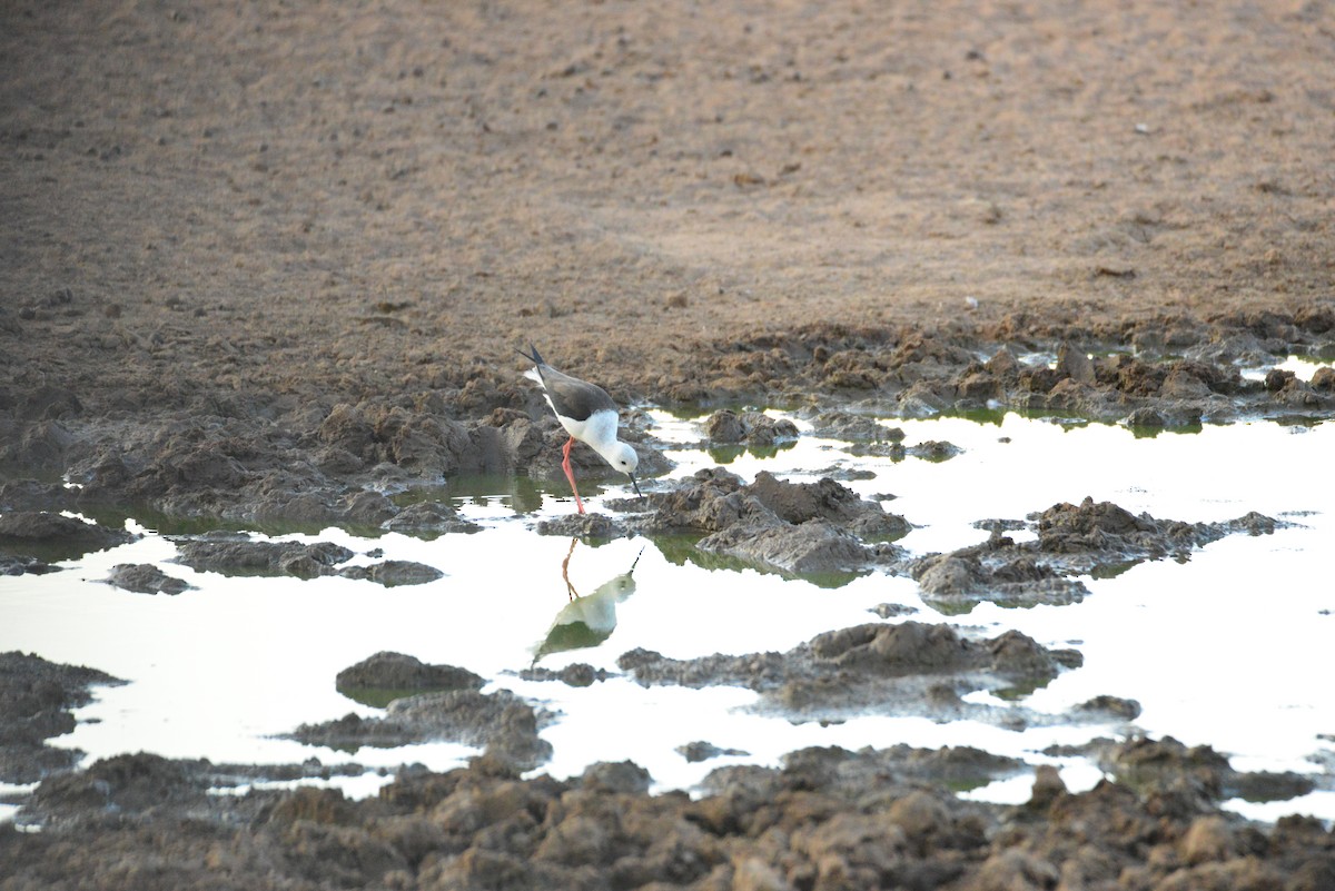 Black-winged Stilt - ML610916296