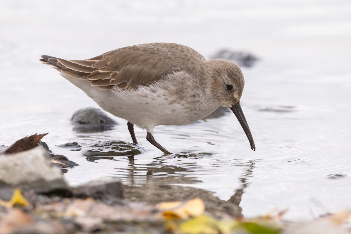 Dunlin - ML610916311