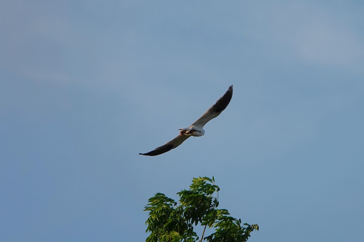 Black-shouldered Kite - ML610916313