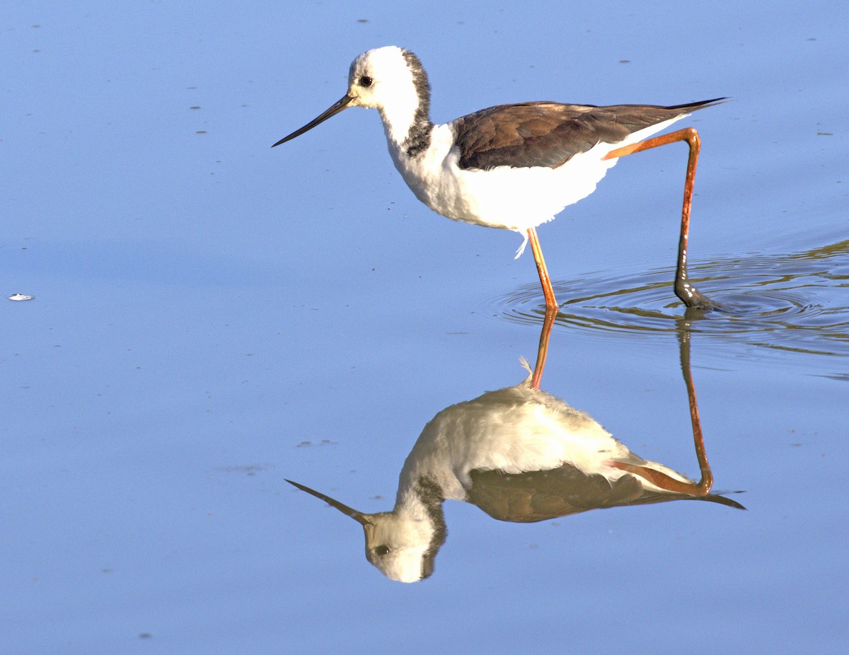 Pied Stilt - ML610916331