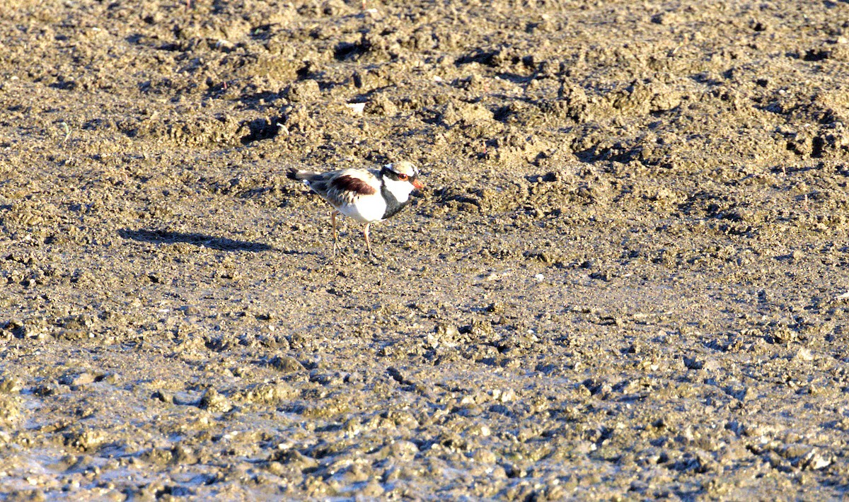 Black-fronted Dotterel - James Berry