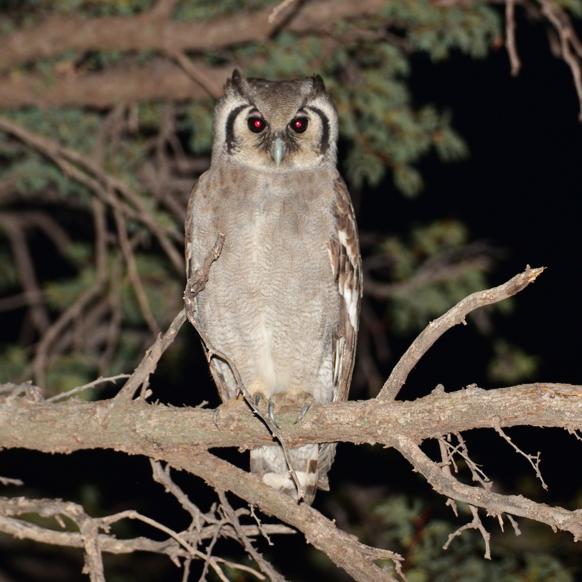 Verreaux's Eagle-Owl - ML610916483
