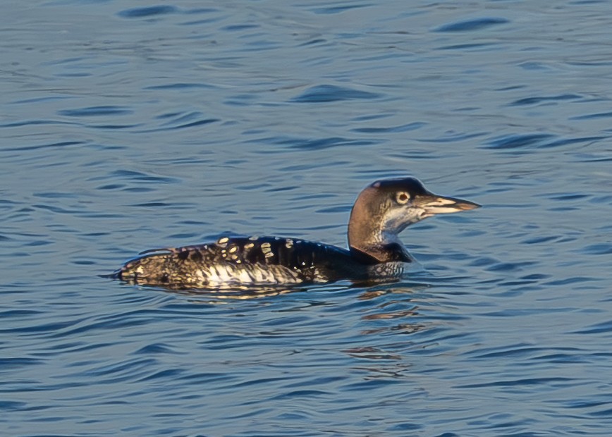 Common Loon - ML610916538