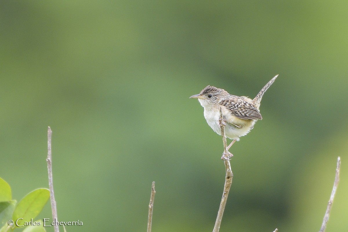 Grass Wren - ML61091661