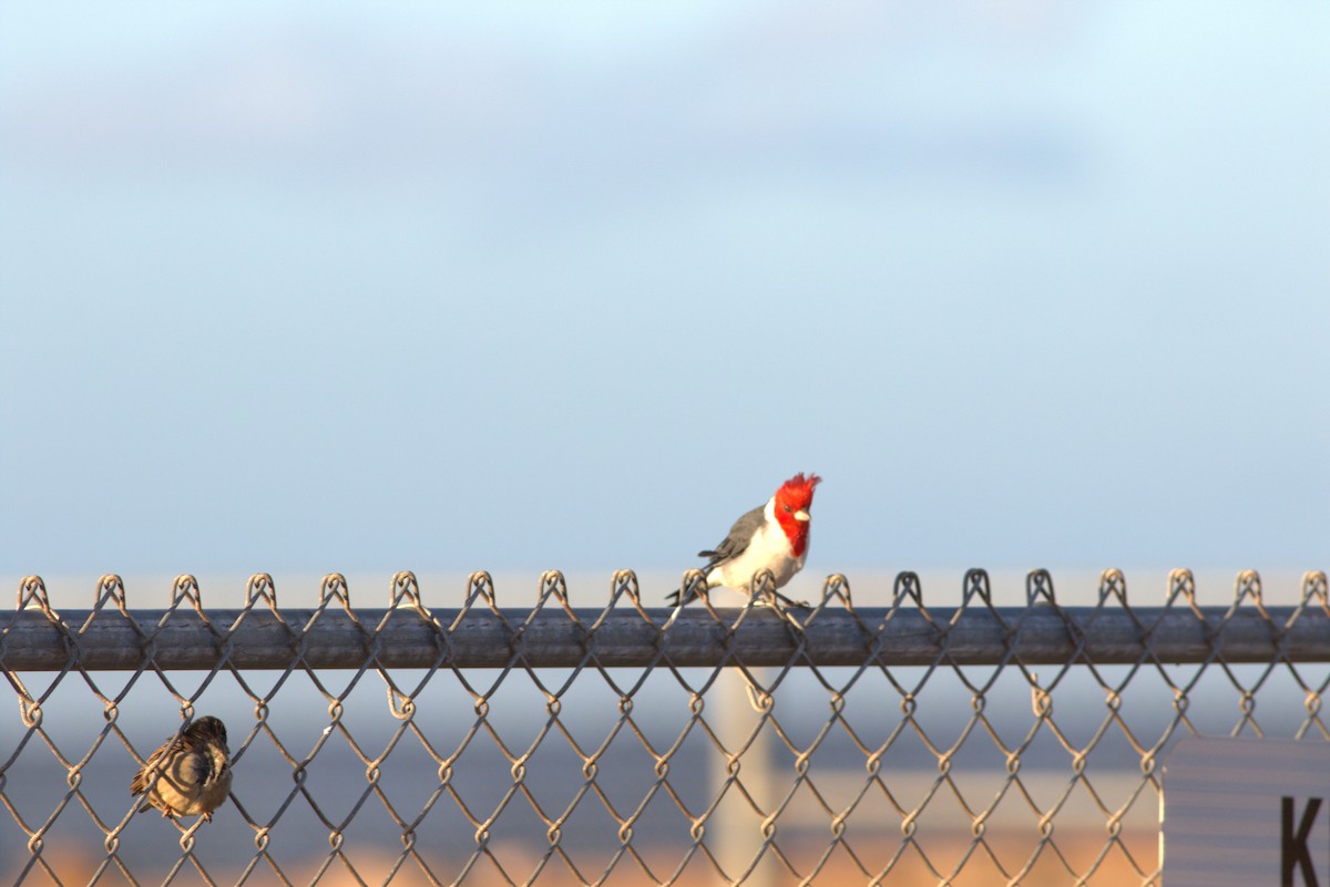 Red-crested Cardinal - ML610916668