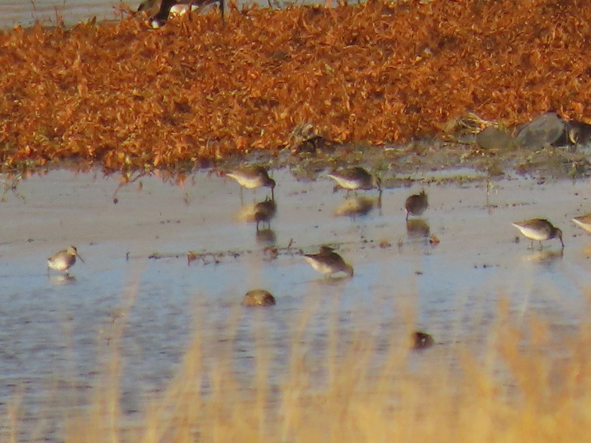 Long-billed Dowitcher - ML610916739