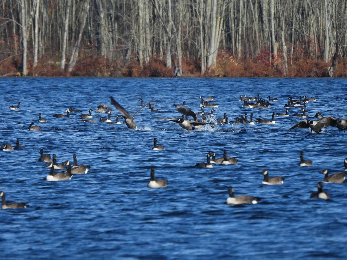 Canada Goose - ML610916787