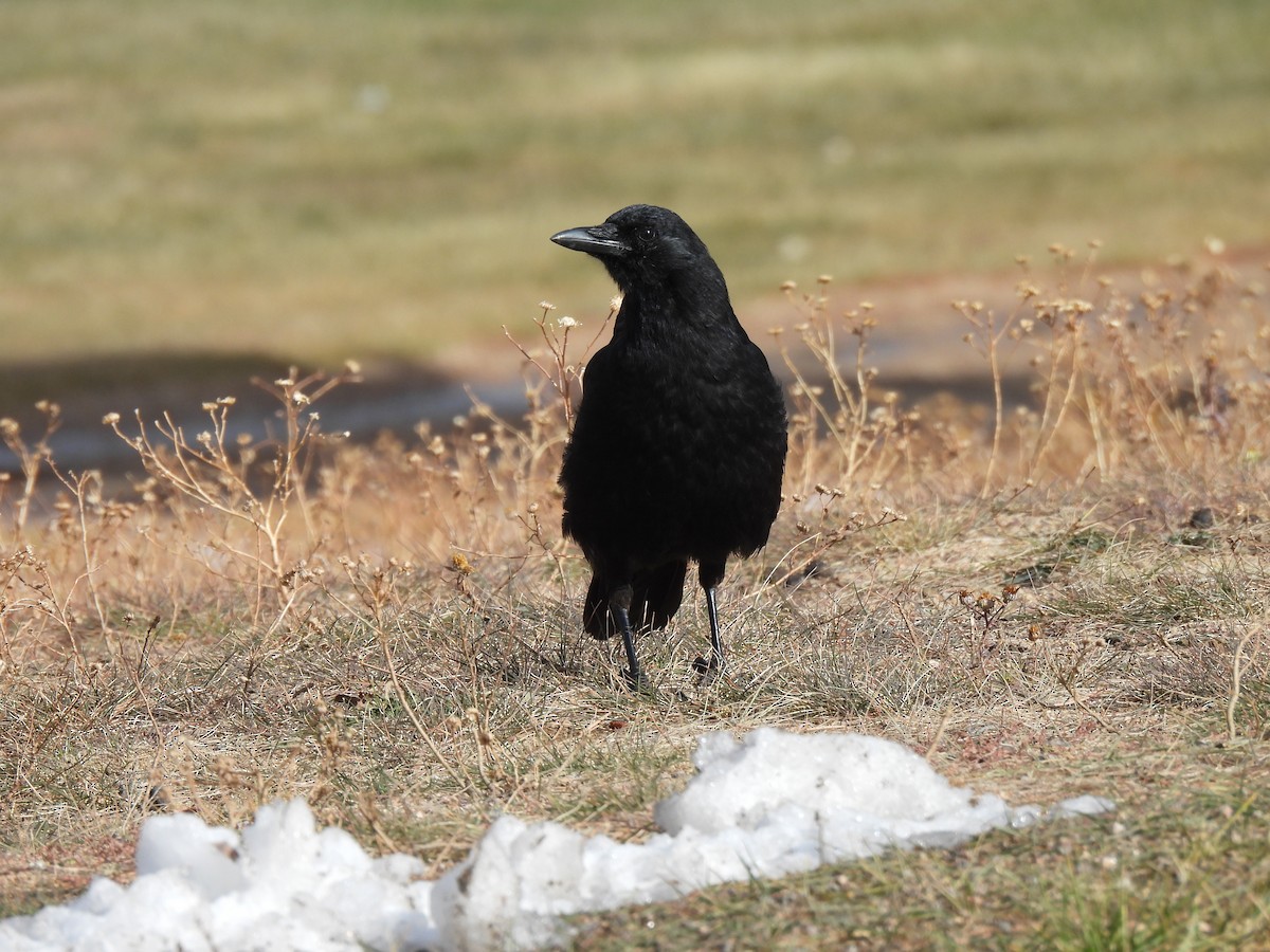 American Crow - ML610916886