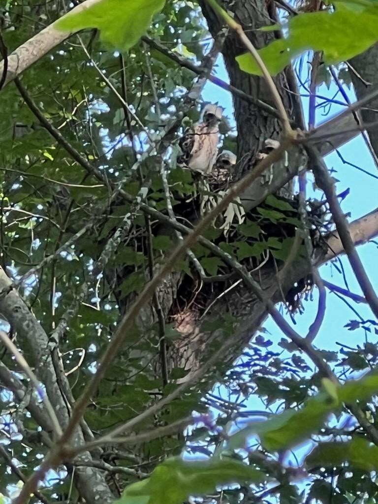 Red-shouldered Hawk - ML610916928