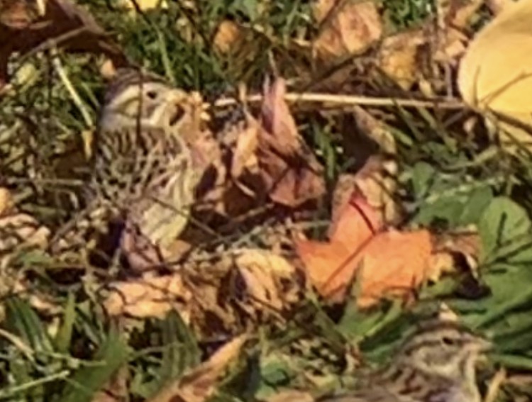 Clay-colored Sparrow - ML610917064