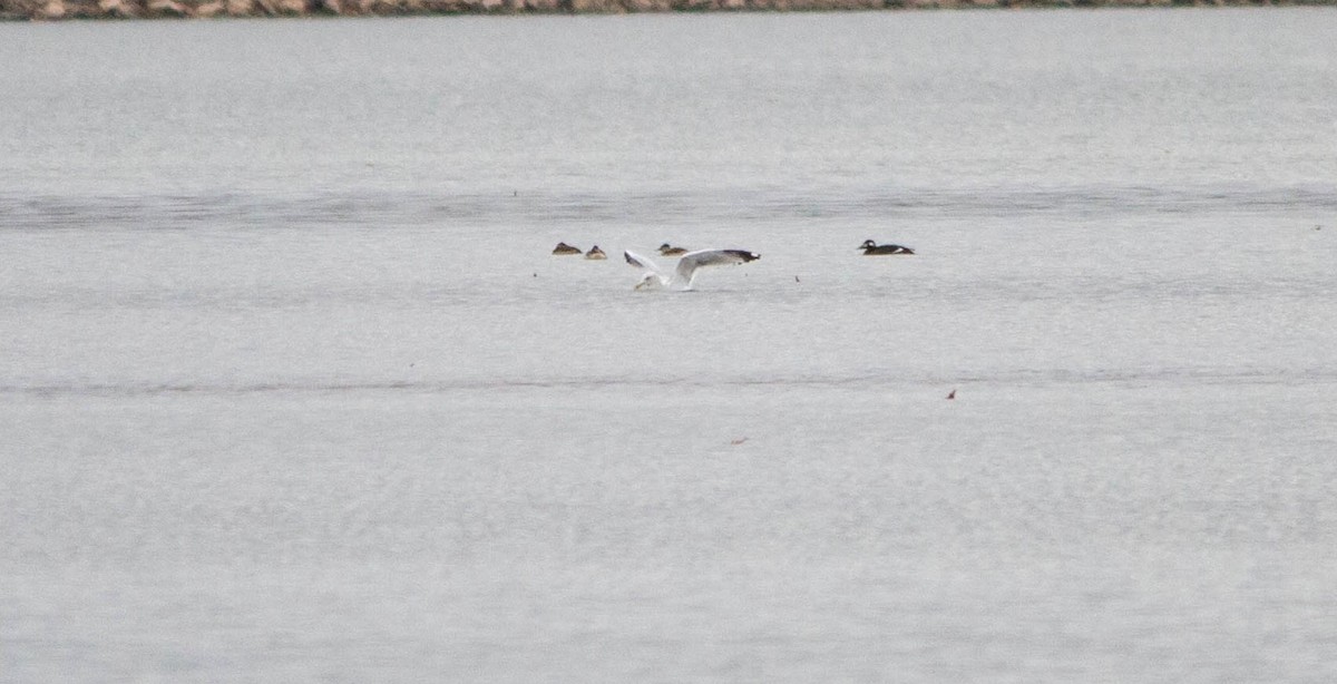 White-winged Scoter - ML610917088