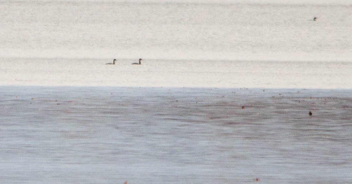 Red-necked Grebe - Nathan Tea