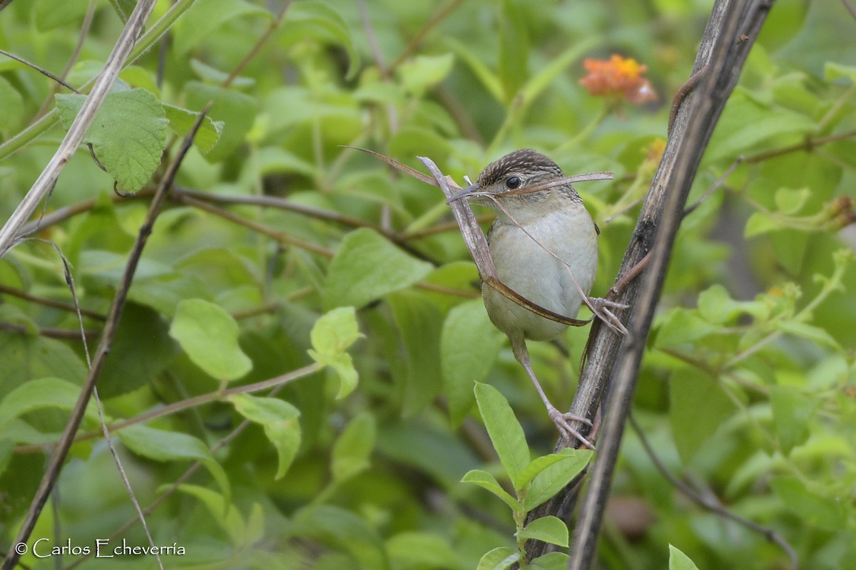 Grass Wren - ML61091711